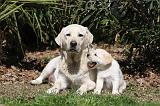 LABRADOR 1043